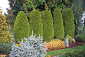 Abilene Tree Services